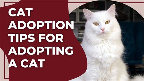 Cat Adoption Tips For Adopting A Cat YouTube