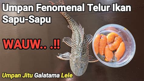 Telor Ikan Sapu Sapu Umpan Jitu Galatama Lele Youtube