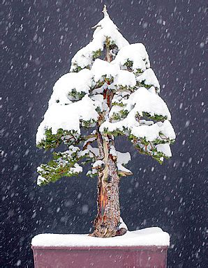 How to Storage Outdoor Bonsai in Winter