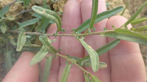 Convolvulus Chinensis From On