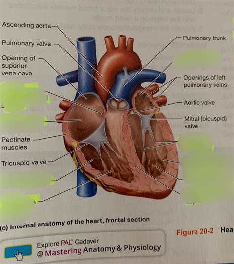 Internal Heart Lab Test 1 A P2 Diagram Quizlet