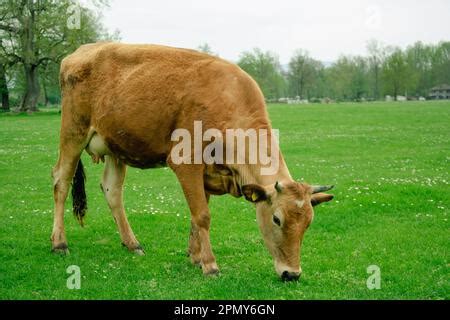 Kühe für Eid al Adha gezüchtet werden grasen auf der Weide Eine