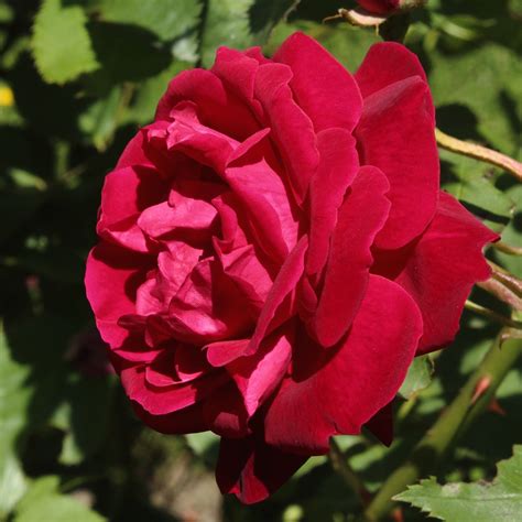 Rosa Gruss An Teplitz In Cm Pot Fraser Valley Rose Farm