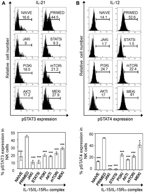 PI3KAKTmTOR Pathway Is Critical For Responsiveness Of Primed NK Cells