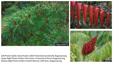 Native Seedling Sale Northern Virginia Soil And Water Conservation