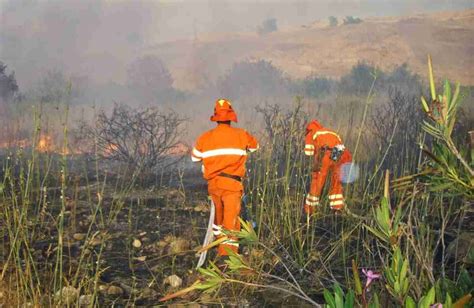 Incendi Estivi A Fuoco Mila Ettari In Fumo Milioni Di Euro