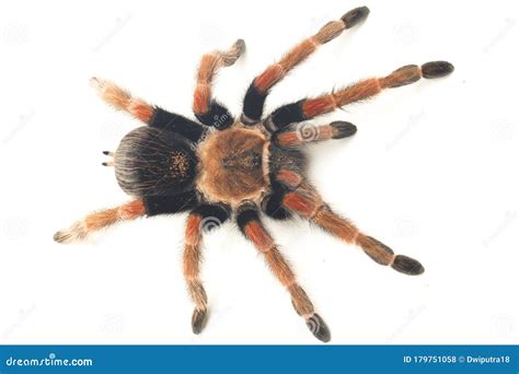 Mexican Fireleg Tarantula Brachypelma Boehmei Geïsoleerd Op Wit Stock