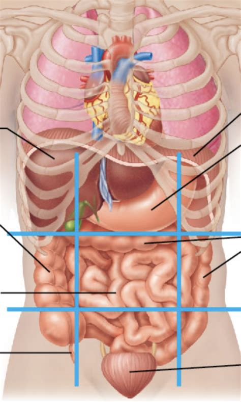 Anatomy & Physiology Superficial Organs Diagram | Quizlet