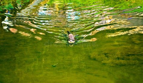 Otter swimming in water stock image. Image of river, lake - 26863073