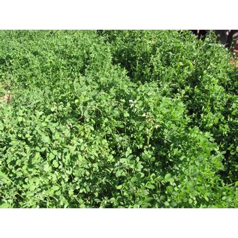 Benih Rumput Alfalfa Grass Premium Seed Benih Tanaman Medicago