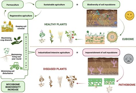 Frontiers Soil Mycobiome In Sustainable Agriculture