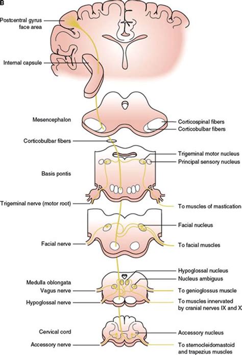 General Principles Of Neurologic Localization Localization In