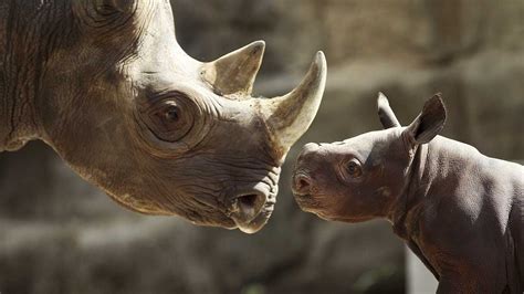 Baby Rhino Makes Its Debut At Lincoln Park Zoo Youtube