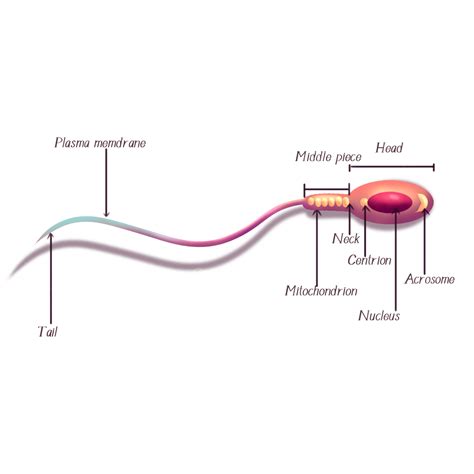 Anatomie Menschlicher Spermien Der Menschliche Körper Sperma Zellen Png Und Psd Datei Zum