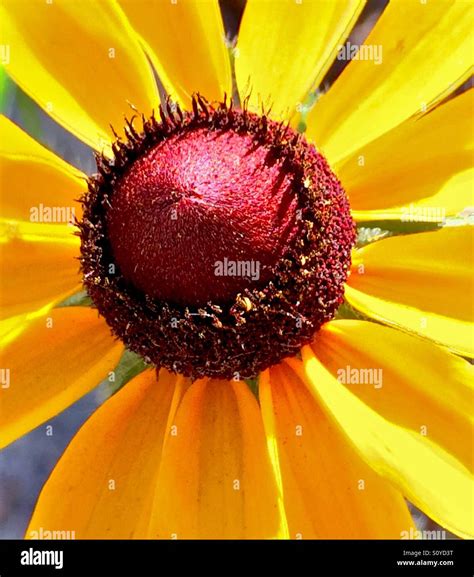 Black Eyed Susan In Close Up Rudbeckia Serotina Stock Photo Alamy