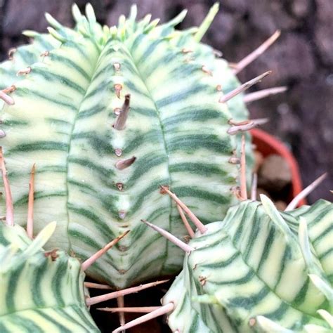 Euphorbia Meloformis Variegata Cluster Euphorbia Plants Plant Leaves