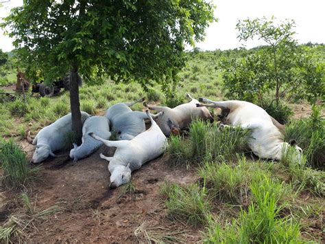 Sete Vacas Morrem Após Serem Atingidas Por Raio Em Fazenda Tocantins G1