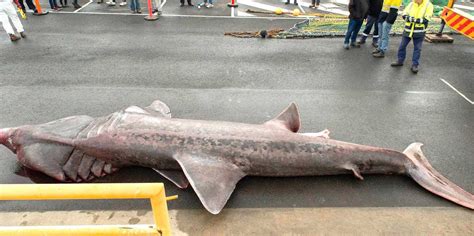 Australian Fishermen Catch Rare Basking Shark Business Insider