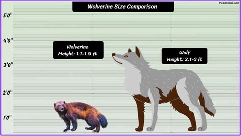 Wolverine Animal Size: How Big Are They Compared To Others?