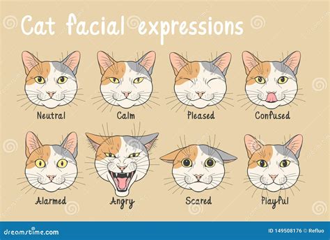 Domestic Cat Facial Expressions Stock Vector - Illustration of playful ...