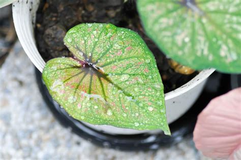 Caladium Bicolor Fancy Leaf Caladium Or Caladium Ming Mongkol And Rain