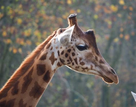 Kordofan giraffe (Giraffa camelopardalis antiquorum), 2021-11-23 - ZooChat