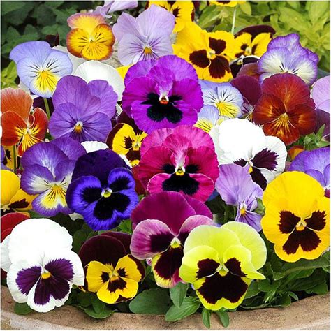 Viola Tricolor Var Hortensis Pansy Flower Seeds Italy Bastana Online