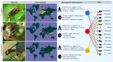 Scientists Sequence Genomes Of European And Asian Hornets Sci News