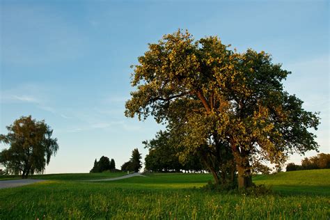 Malus sylvestris Free Photo Download | FreeImages