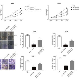 Knockdown Of Linc Inhibited Cervical Cancer Cell Viability