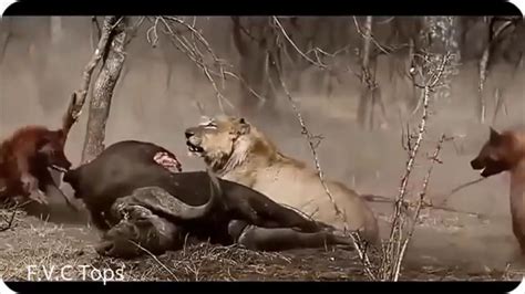 Lions VS Hyenas Best Epic Battle | Lions VS Hyenas Best Fight | Animal ...