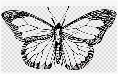 Butterfly Outline Clip Art Library