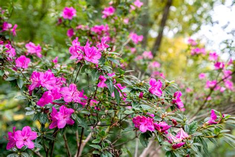 La guía completa de la azalea Cómo cultivar y cuidar las azaleas