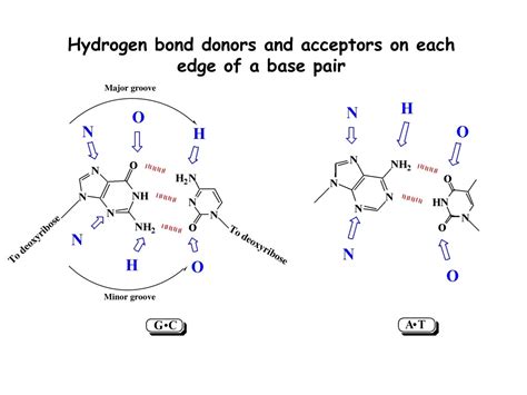 Ppt Hydrogen Bond Donors And Acceptors In Dna Grooves Facilitate Its