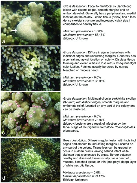 Gross Descriptions Of The Four Coral Diseases Present At Coconut Island