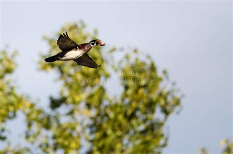 Wood Duck Flying Past an Autumn Tree Stock Photo - Image of fall ...