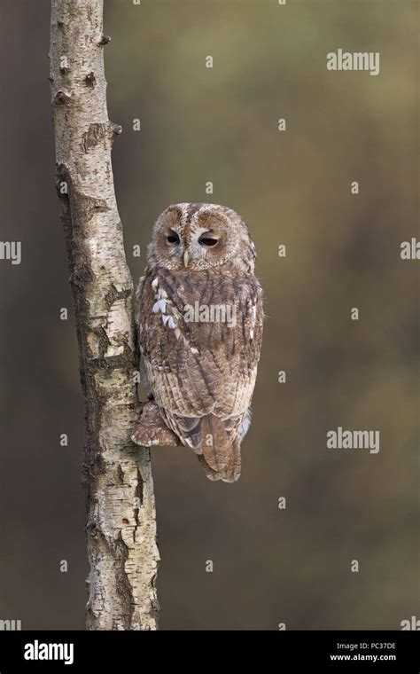 Tawny Owl Strix Aluco Adult Perched On Birch Polypore Piptoporus