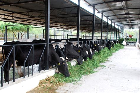 CATTLE REARING BUSINESS PLAN IN NIGERIA