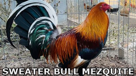 Beuatiful Sweater Bull Kelso Grey Mclean Mezquite Farm Youtube