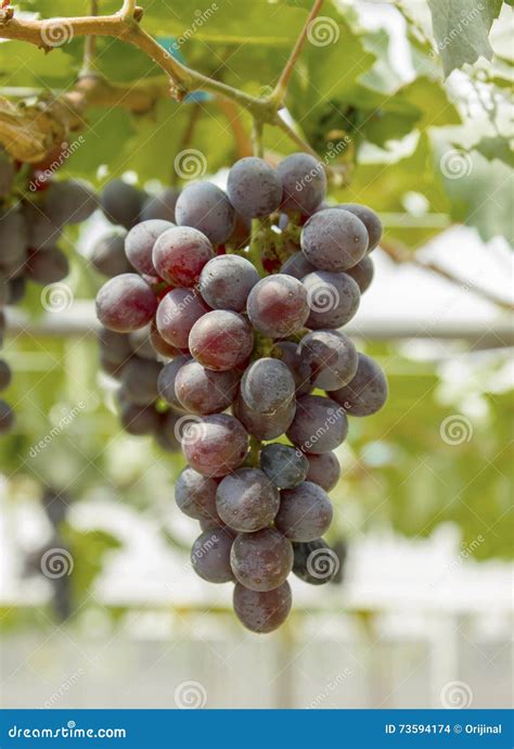 Uvas Vermelhas Roxas As Folhas Verdes Na Videira Foto De Stock