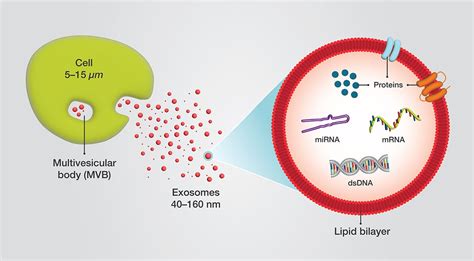 Techniques Supporting Exosome Research And Applications Thermo Fisher