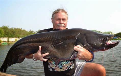 Big Fishes Of The World CATFISH WALLAGO LEERII Wallago Leerii