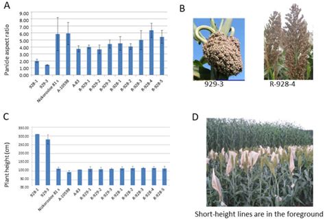 Plants Free Full Text Newly Developed Restorer Lines Of Sorghum