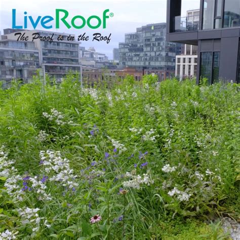 Liveroof Celebrates Biodiversity Greenroofs