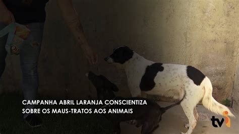 CAMPANHA ABRIL LARANJA CONSCIENTIZA SOBRE OS MAUS TRATOS AOS ANIMAIS