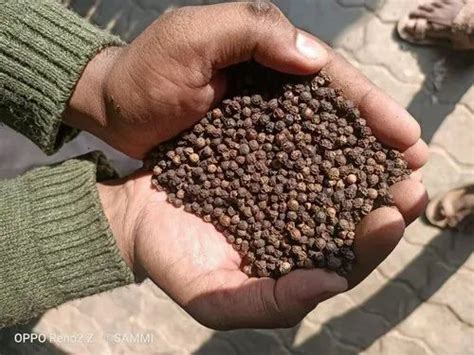 Variety Tellicherry India 12mm Bold Black Pepper BB1 Quality 550