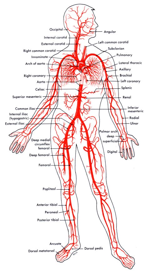 Circulatory System Diagram Veins And Arteries Chapter 20 The