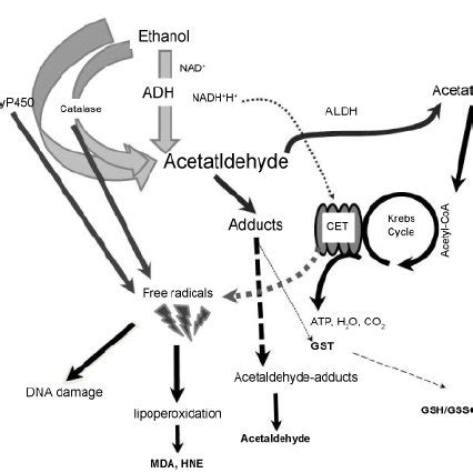 Alcohol Metabolism. The enzymes alcohol dehydrogenase (ADH), cytochrome ...