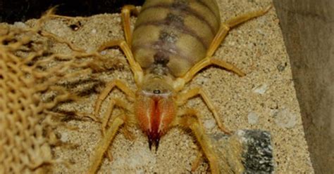 Camel Spider Eric Afghanistan 2009 Afghanistan Spider And Camels