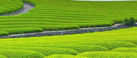 Matcha cultivars, taste, color and flavor